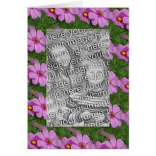 Joli Cosmos rose Fleur Design Photo