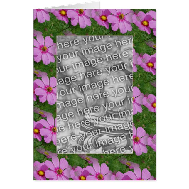 Joli Cosmos rose Fleur Design Photo (Devant)