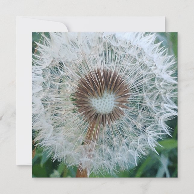 Joli Dandelion blanc (Devant)