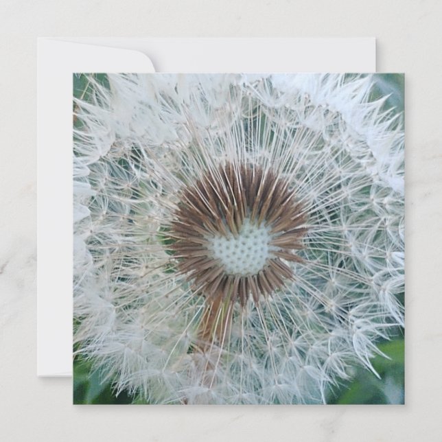 Joli Dandelion blanc (Devant)