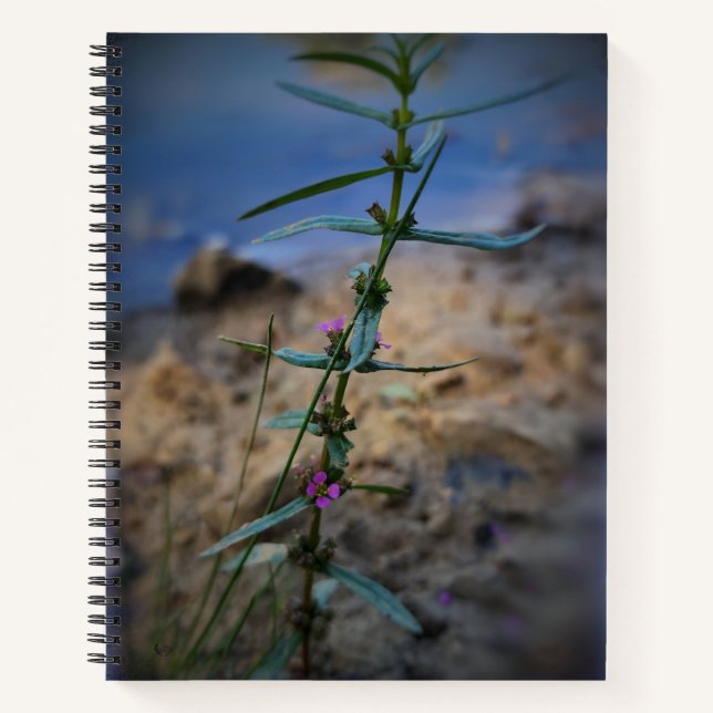 Joli dans le Carnet pourpre de l'université (Devant)