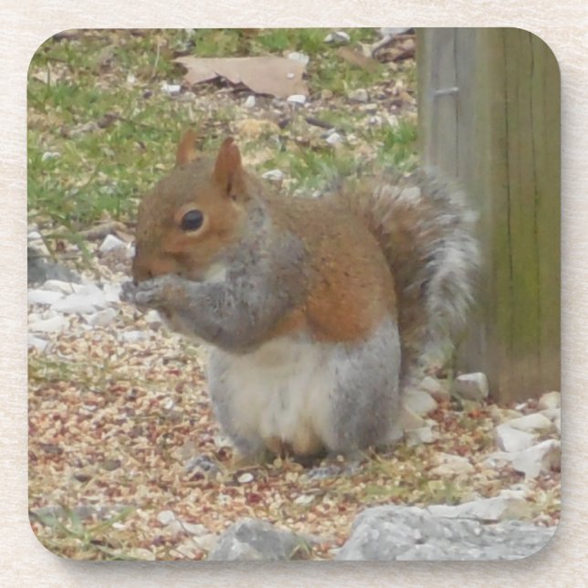 Joli Dessous de verre d'écureuil. (Devant)