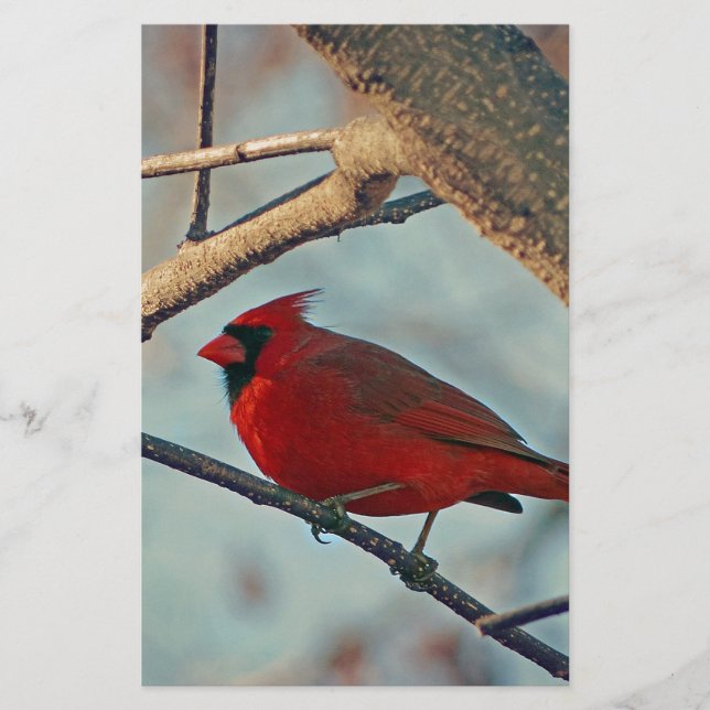 Joli garçon Homme Cardinal (Devant)