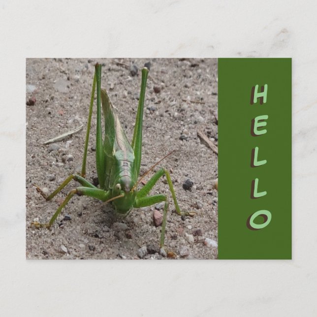 Joli Grasshopper vert Gros plan Fermer HELLO Carte (Devant)