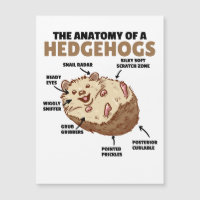Joli Hérisson Explication Anatomie D'Un Hérisson