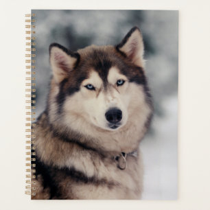 Joli Husky en plein air