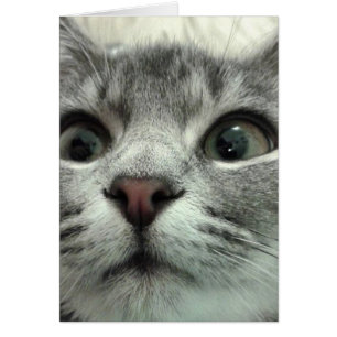 Joli Kitten, Gute Besserung