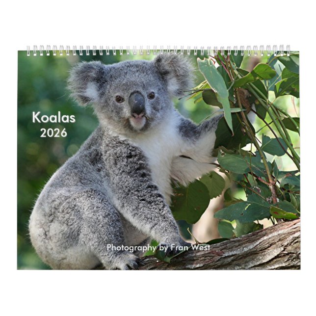 Joli Koala Calendrier 2026 (Protection)