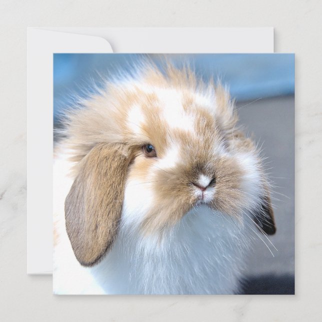 Joli lapin blanc et brun flamand (Devant)