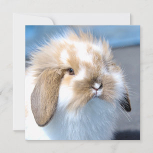 Joli lapin blanc et brun flamand