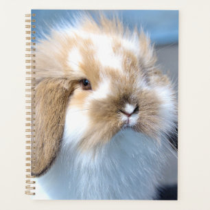 Joli lapin blanc et brun flamand