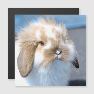 Joli lapin blanc et brun flamand