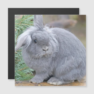 Joli lapin gris