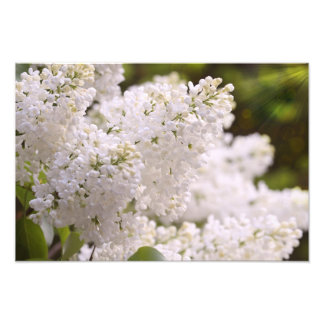Joli Lilacs blanc Photo