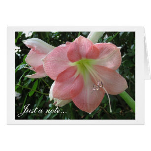 Joli Lily Rose