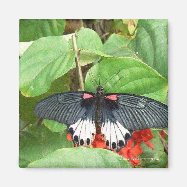 Joli Magnet Carré papillon (Devant)
