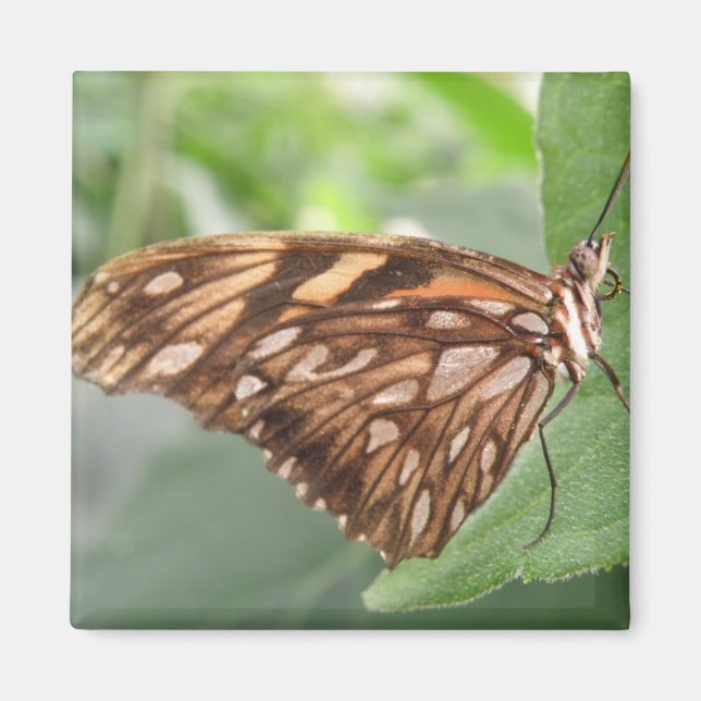 Joli Magnet papillon Brown (Devant)