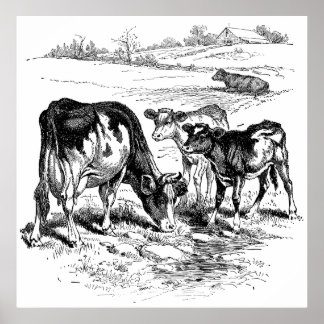 Joli noir blanc vaches de ferme décoration poster