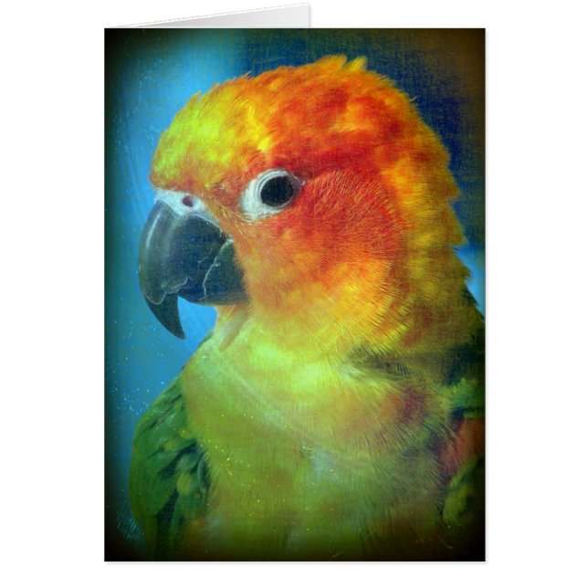 Joli oiseau (Devant)