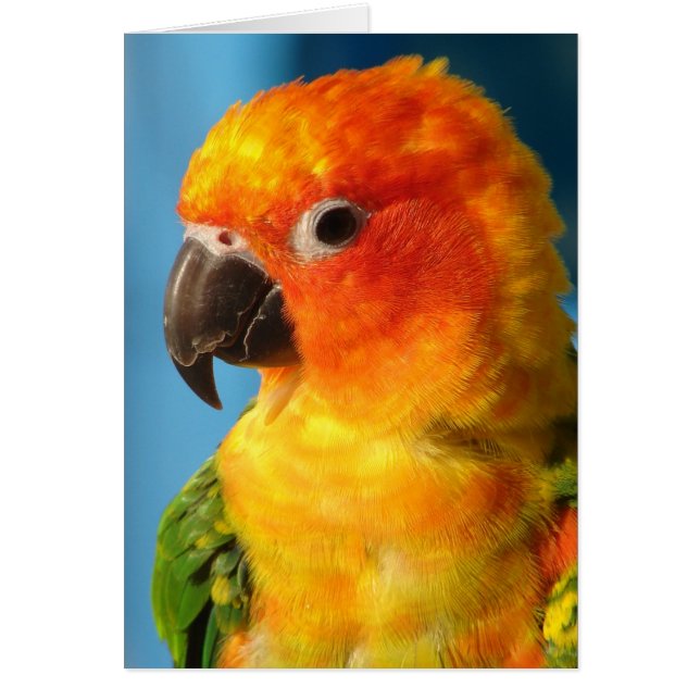 Joli oiseau (Devant)