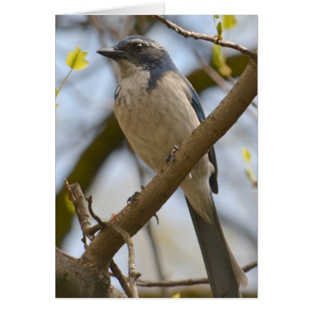 Joli oiseau bleu (Devant)
