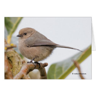 Joli Oiseau Chantant sur le Poirier