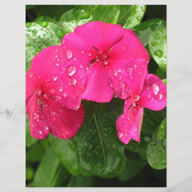 Joli papier scrapbooking de fleurs roses de printe (Devant)