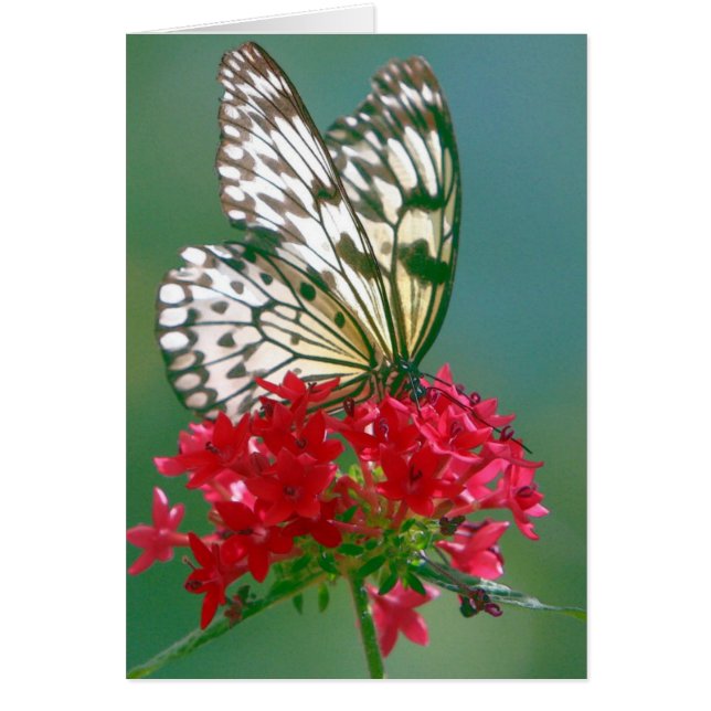 Joli papillon sur une jolie fleur (Devant)