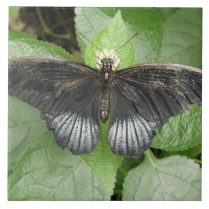 Joli Papillon Tropical et Carreaux de Fleurs