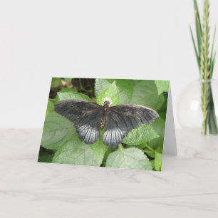 Joli Papillon Tropical et carte de voeux Fleur