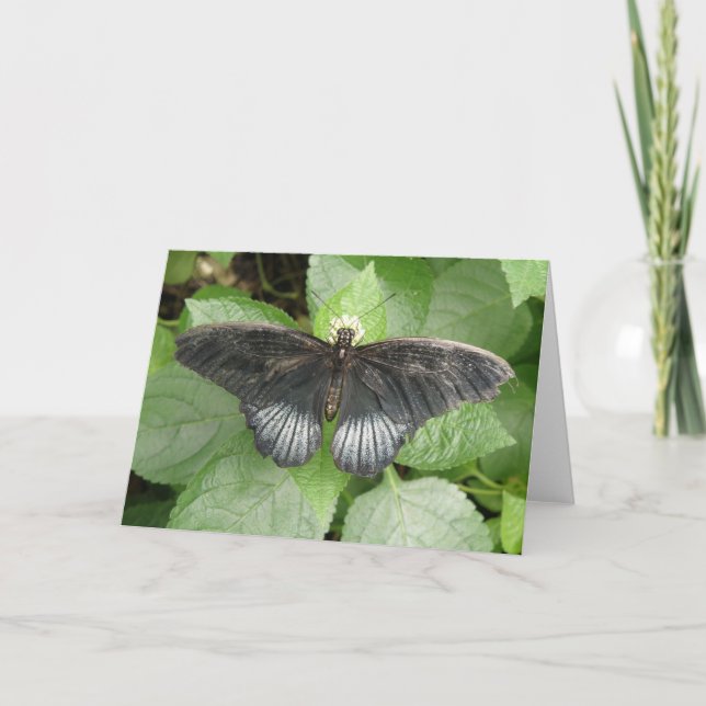 Joli Papillon Tropical et carte de voeux Fleur (Devant)