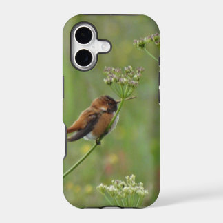 Joli petit colibri