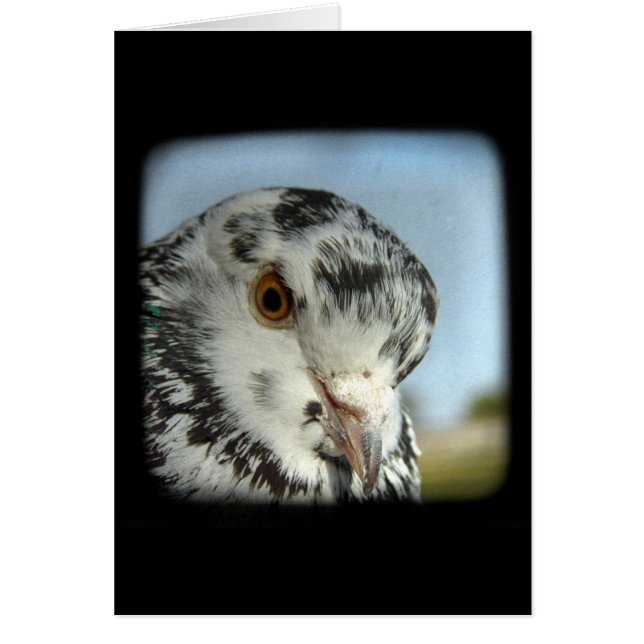 Joli Pigeon (Devant)