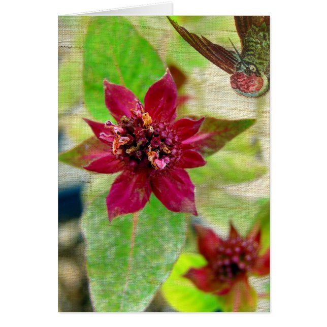 Joli Plante 2 (Devant)