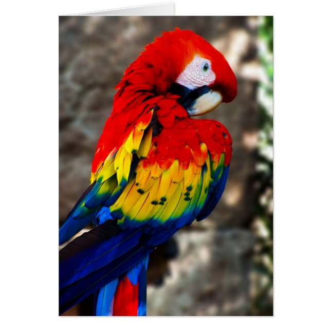 Joli Polly Parrot (Devant)