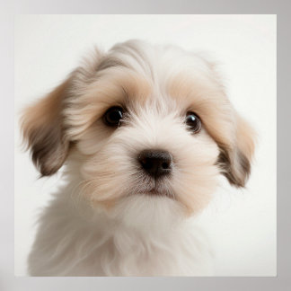 Joli poster de portrait de chiot Havanese (2)