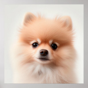 Joli poster de portrait de chiot Pomeranian (2)