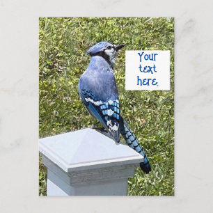 Joli pot bleu sur les cartes postales personnalisé