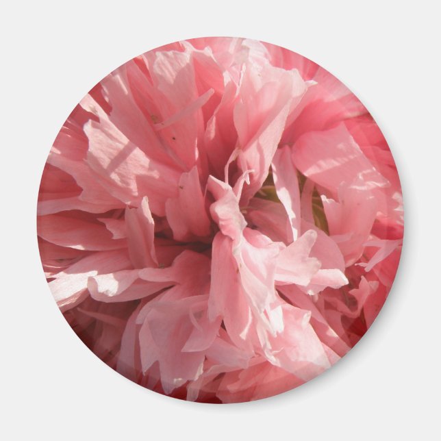 Joli Pretty Rose Poppy Magnet (Devant)