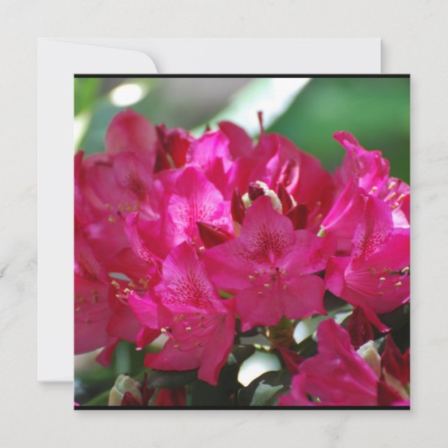 Joli Rhododendron rose (Devant)