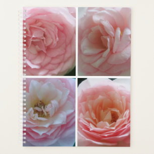 Joli Rose