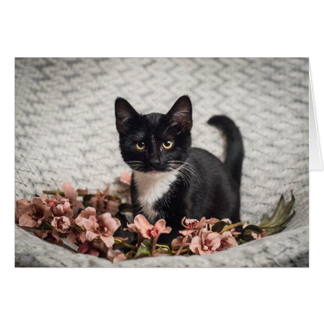 Joli Rose Bella (Devant Horizontal)