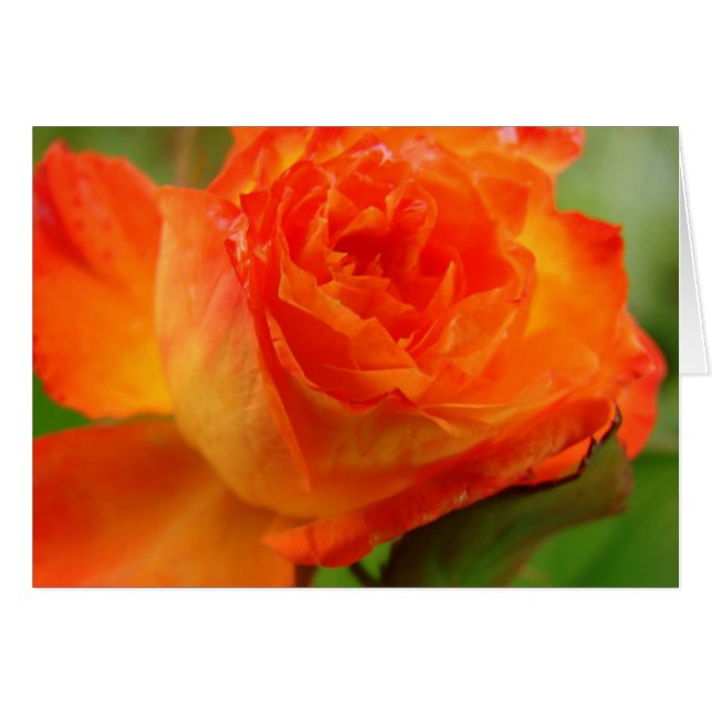 Joli Rose dans le jardin d'Angelandspot (Devant horizontal)