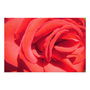 joli rose rouge photo art. amour, mariage