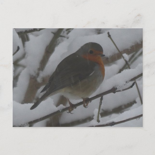 Joli rouge-gorge de près dans la neige Carte posta (Devant)