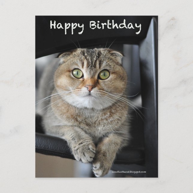 joli scottish pli nouilles chat anniversaire carte (Devant)