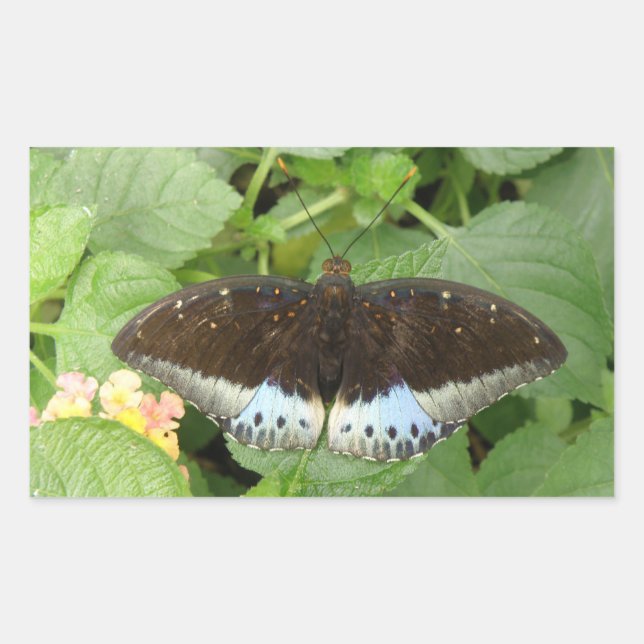 Joli Stickers Papillon Tropical (Devant)