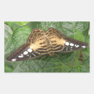 Joli Stickers Papillon Tropical Clipper