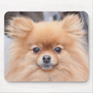 Joli tapis de souris de Pomeranian