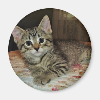 Joli Tiger Kitten Magnet